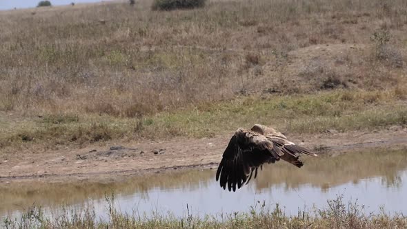 980137 Tawny Eagle, aquila rapax, Adult in Flight, Nairobi Park in Kenya, Slow motion alt