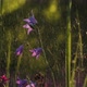 Bluebell Flowers - VideoHive Item for Sale