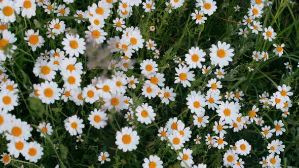 Anthemis Arvensis Also Known As Corn Chamomile Mayweed Scentless Chamomile or Field Chamomile is a alt