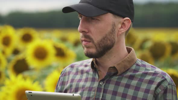 Portrait Farmer Man Stands in Field of Sunflowers and Works on a Screen Tablet Investigating Plants alt