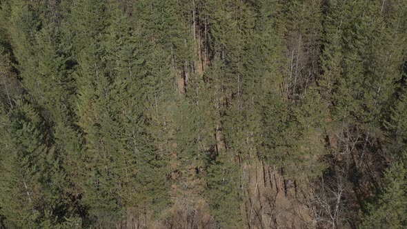Forest of European silver fir Abies alba 4K aerial video alt