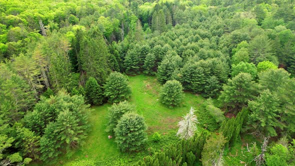 aerial drone video footage of a meadow in a dense pine forest and deciduous forest on a sunny, beaut alt