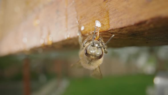 Honey Bee Eating Honey From a Wooden Honeycomb Frame in an Apiary Outdoors alt