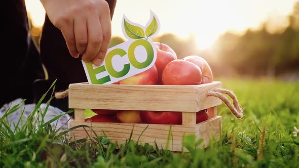 An unidentified man puts an eco inscription on box with fresh tasty red apples