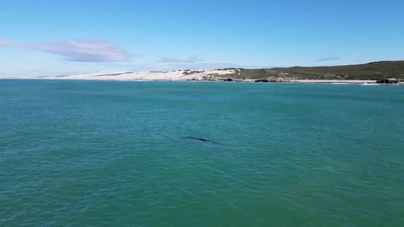 Aerial view of southern right whale close to beach, Western Cape, South Africa. alt