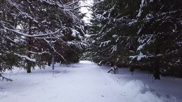 Winter Spruce Alley In The Park alt