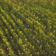 Aerial Survey Of Rapeseed Field In Spring, 4 K - VideoHive Item for Sale