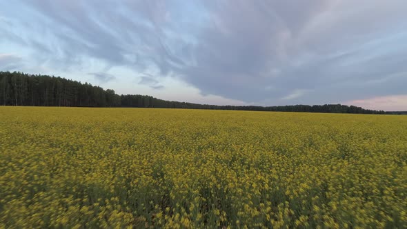Aerial shot of a large field with yellow flowers at evening 01 alt