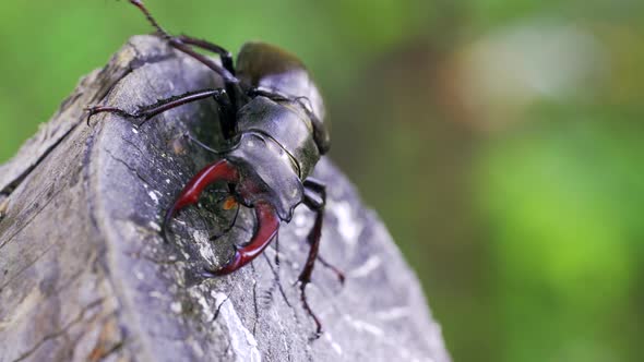 Stag Beetle  alt