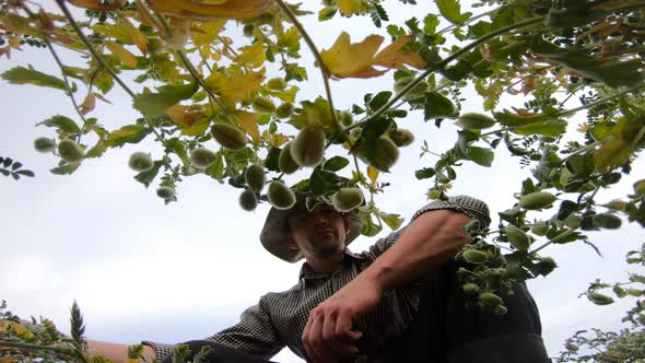 Low View to Young Farmer Sitting at Field and Exploring Green Chickpea Beans at Overcast Day alt