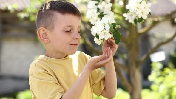 little boy is smelling blooming apple branch. child near beautiful flowering tree. blossom garden