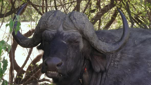 African Buffalo Bull With Red-billed Oxpecker Ring Ticks On The Body And Face. - close up shot alt