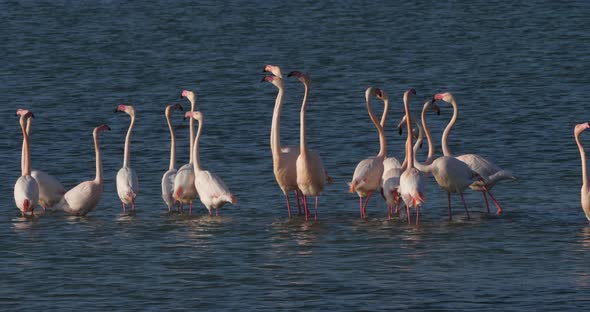 Pink flamingos during the courtship in the Camargue, France alt
