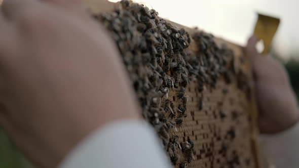 Apiarian Check Frames of a Bee Hive, Beekeeper Harvesting Honey