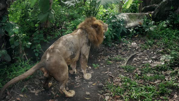 Adult Lion with Beautiful Mane Marks Territory in Jungle