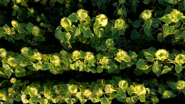 Field of Ripened Sunflowers alt