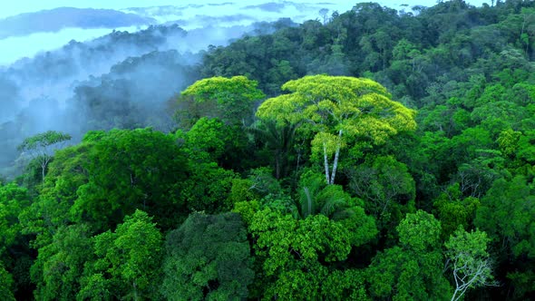 Nature background: stunning aerial view of different trees with yellow flowers alt