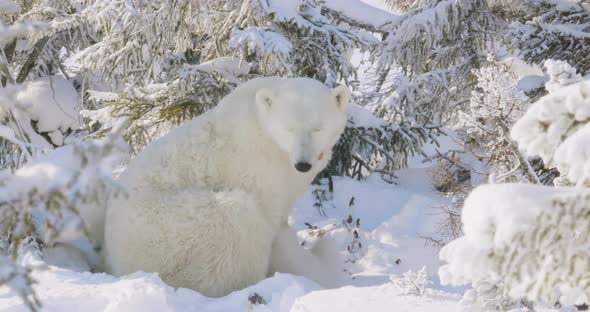 Polar Bear sow and two subs sitting in a snowy forest. Sow watches over her cubs and then stands. alt