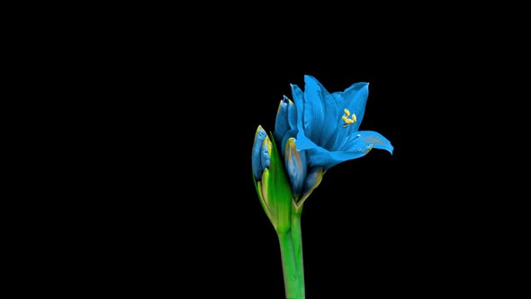Time Lapse of Growth of White Hyperastrum Buds on Black Background alt