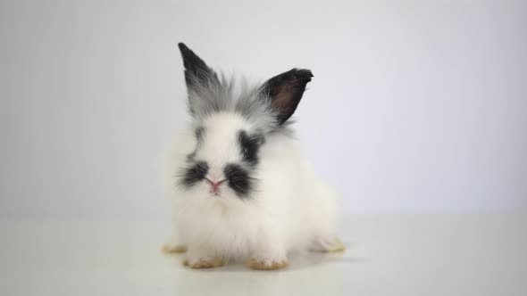 Furry and fluffy cute white and black rabbit erect ears are sitting look in the camera, isolated on alt