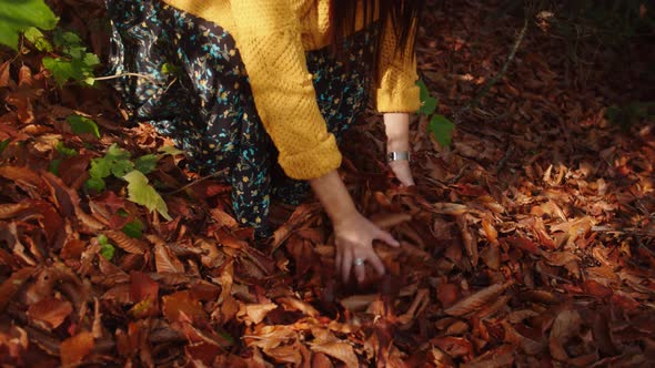 Girl is Grabbing the Armful of Dried Fallen Leaves From the Ground