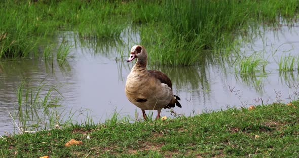 Egyptian Goose, alopochen aegyptiacus, Male walking near Water, real Time 4K alt