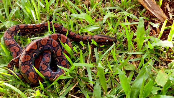 Epicrates cenchria is a boa species endemic to Central and South America. Common names include the r alt