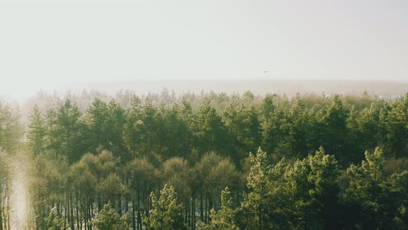 Aerial View Flight  Beautiful Snowy White Forest In Winter Frosty Day alt