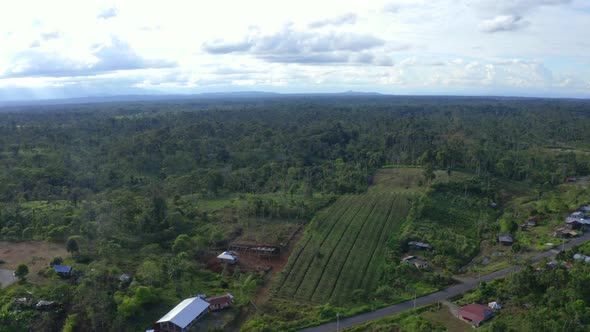 A Pitaya plantation made next to a road is cutting through the forest alt