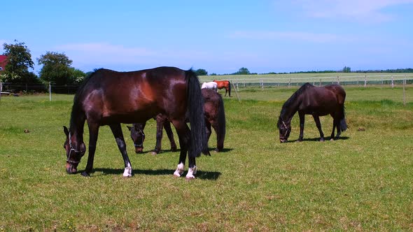 Horses graze in a meadow in a corral on a sunny day
