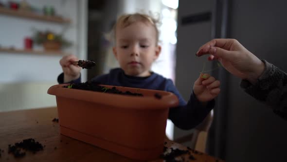 The Kid Learns To Plant Seedlings in a Flower Pot alt