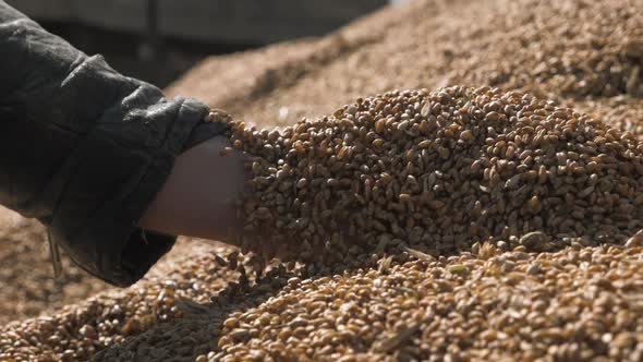 Man Hands Pouring Corn or Wheat Kernels Harvest alt