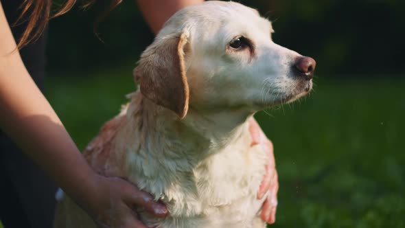 Adorable white Beagle-Labrador mix dog taking bath in the park on a sunny day alt