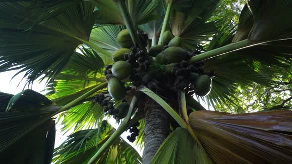 Coco de Mer Palm With Fruits