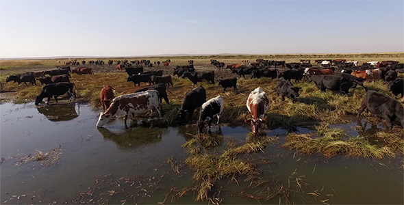 Aerial View Of Cows In Kazakh Steppe