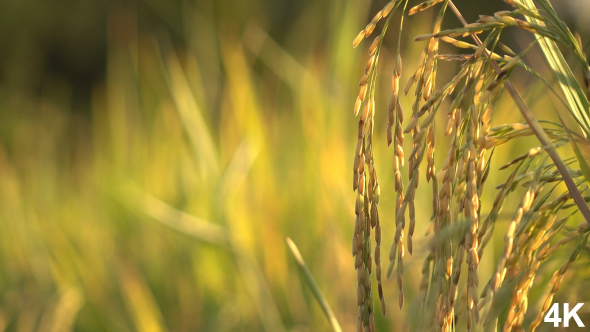 Rice Field In Morning alt