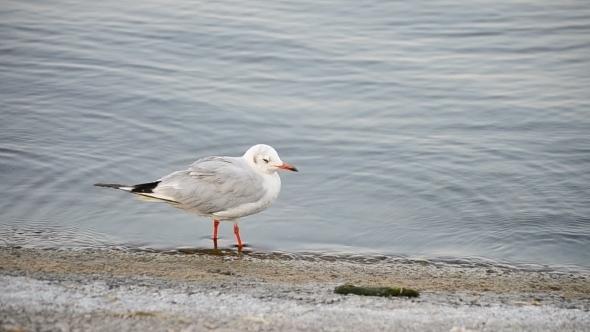 One Tern Walking Along Coastline