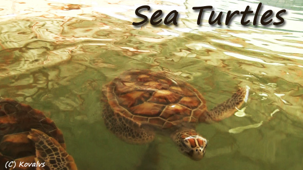 Sea Turtles Farm