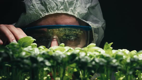 Scientist Analyze Green Seedling in Laboratory alt