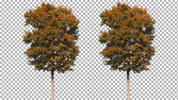 Real Tree Isolated on the Wind 56 Autumn