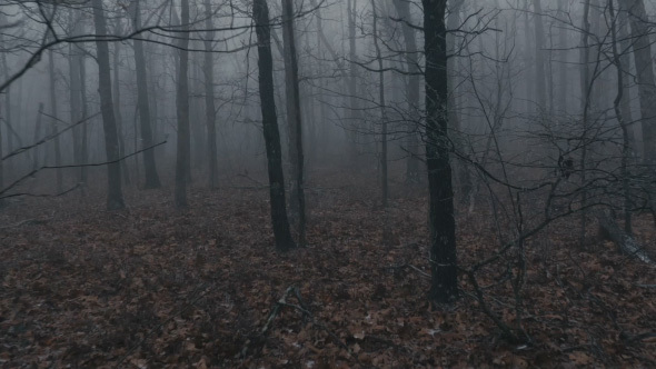 Walking In Scary Fog Forest By Themissingpixel Videohive