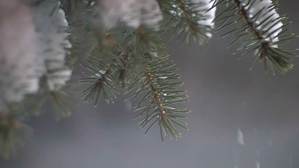 Pine Tree And Falling Snow 5