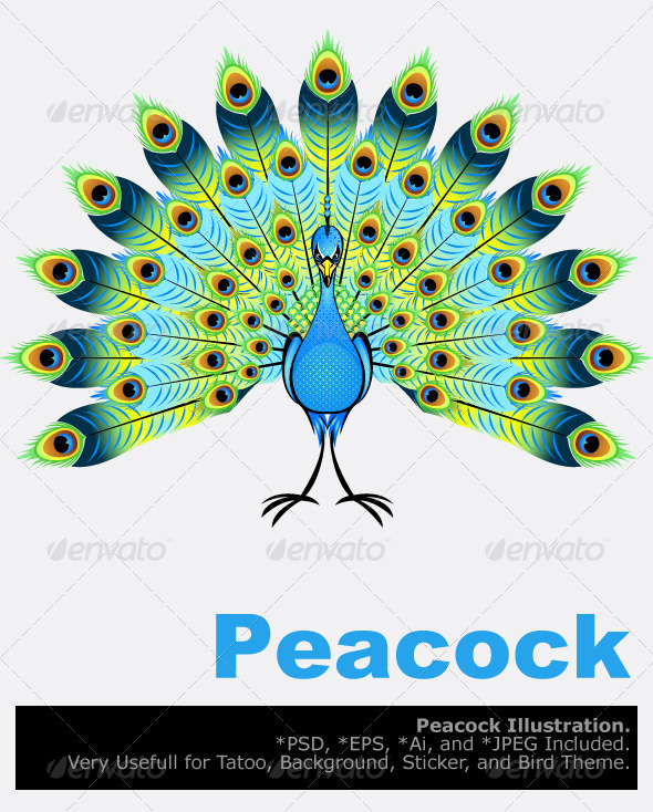 Peacock - Animals Characters