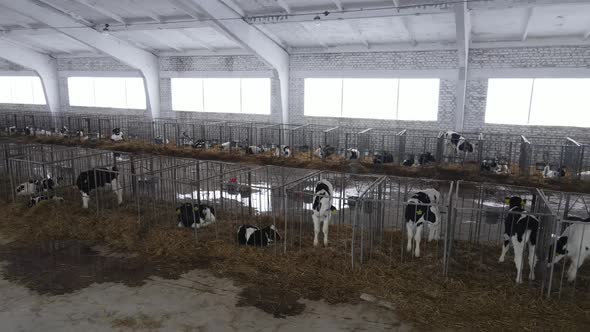 Manege On A Farm Where Calves Are Raised. Livestock Farm For Cattle Breeding alt