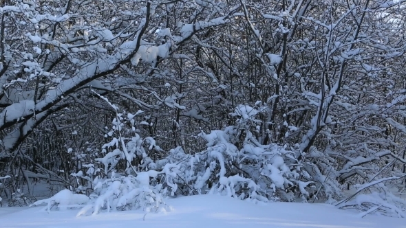 Beautiful Snow Covered Trees In Winter Park alt