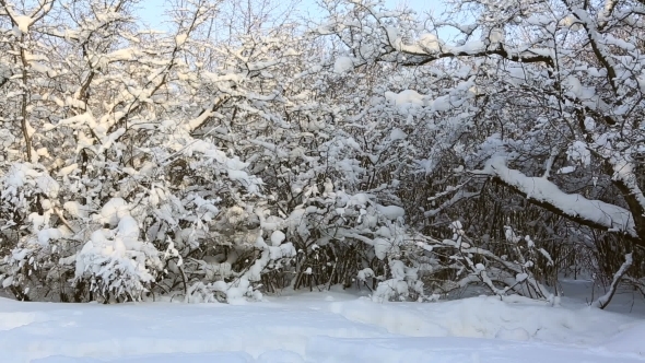 Beautiful Snow Covered Trees In Winter Park alt