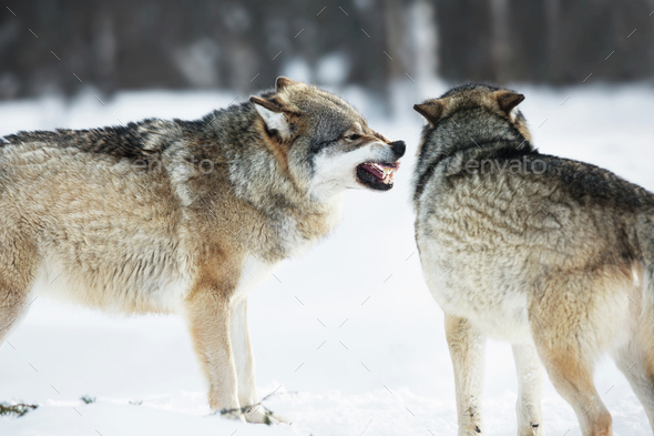 Angry wolves in winter forest
