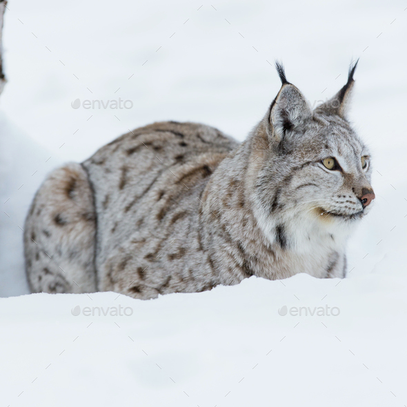 K78A2549-%20%20Lynx%20lying%20in%20the%2