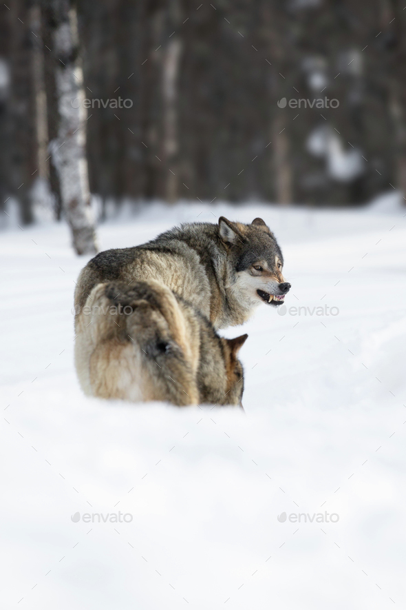 Two angry wolves in the Snow