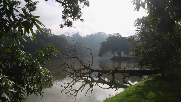 The Tree Lying In The Water In The City Of Kandy alt